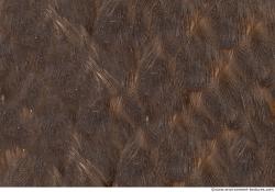 Photo Textures of Animals Skin